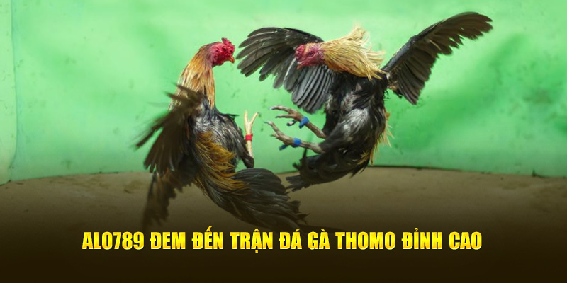 Alo789 đem đến trận đá gà Thomo đỉnh cao